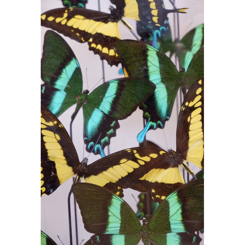 Vintage vierkante vlinderbol