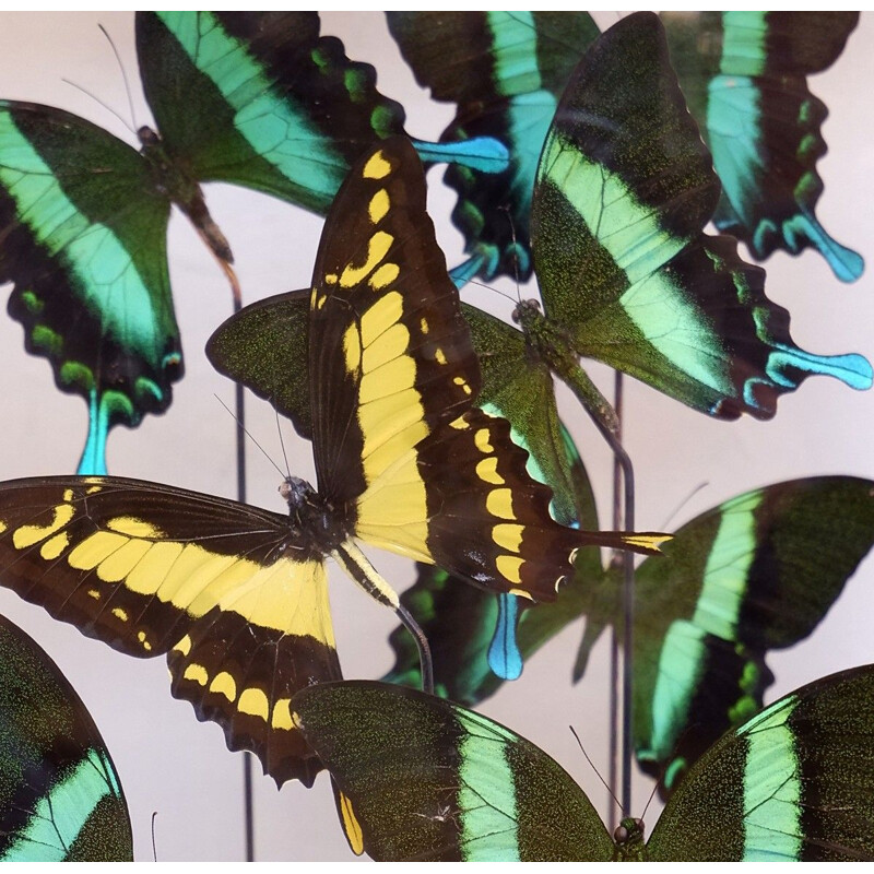 Vintage vierkante vlinderbol