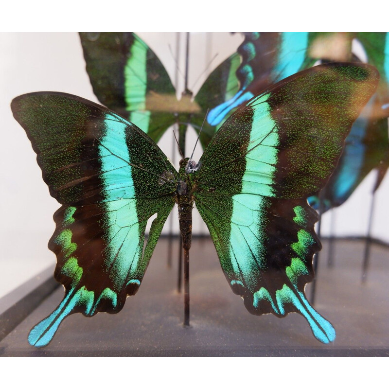 Vintage square butterfly globe