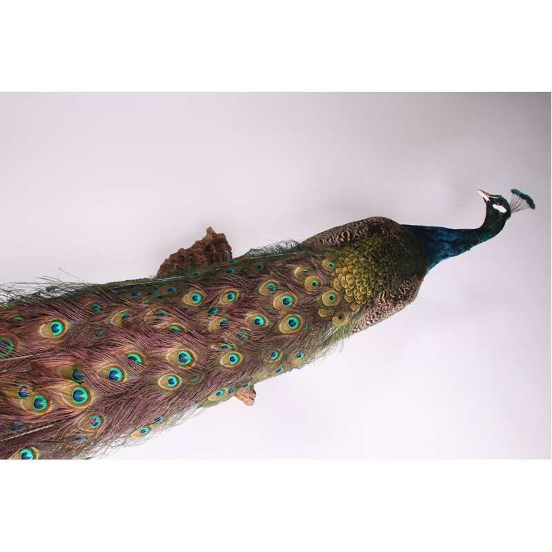 Vintage Stuffed peacock for on the wall