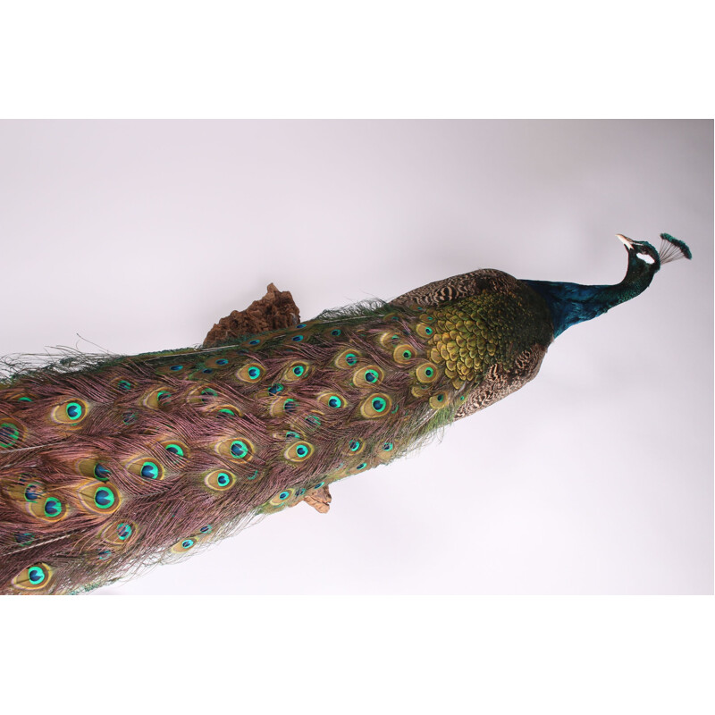 Vintage Stuffed peacock for on the wall