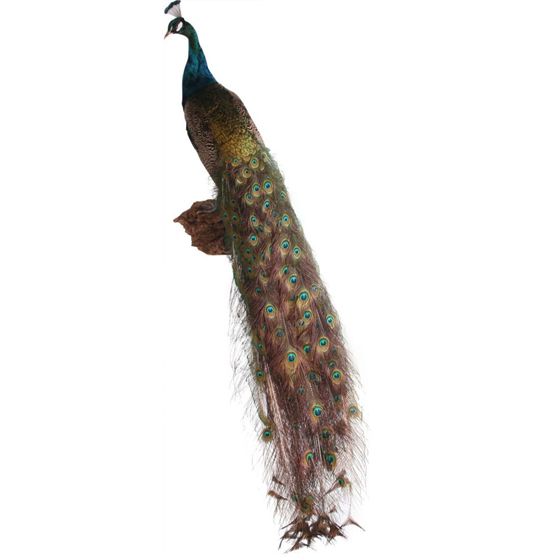 Vintage Stuffed peacock for on the wall