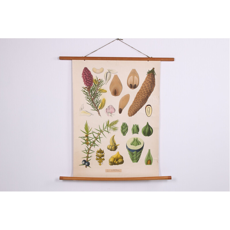 Vintage Botanical School Chart on canvas, 1960s