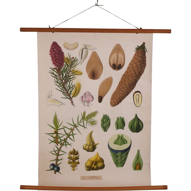 Vintage Botanical School Chart on canvas, 1960s