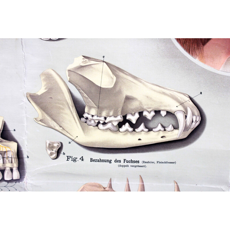 Vintage poster Zorg voor uw tanden, Zwitserland
