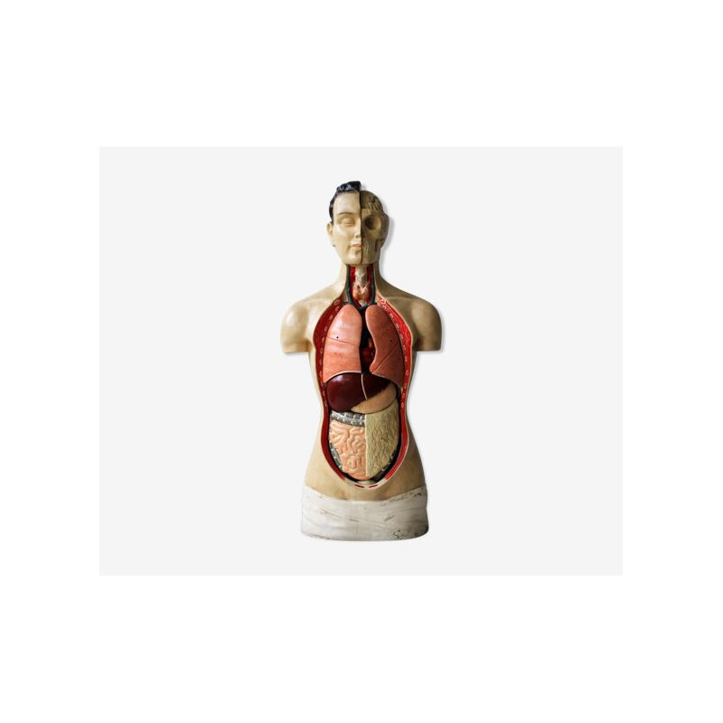 Vintage anatomical model by Phywe, 1950