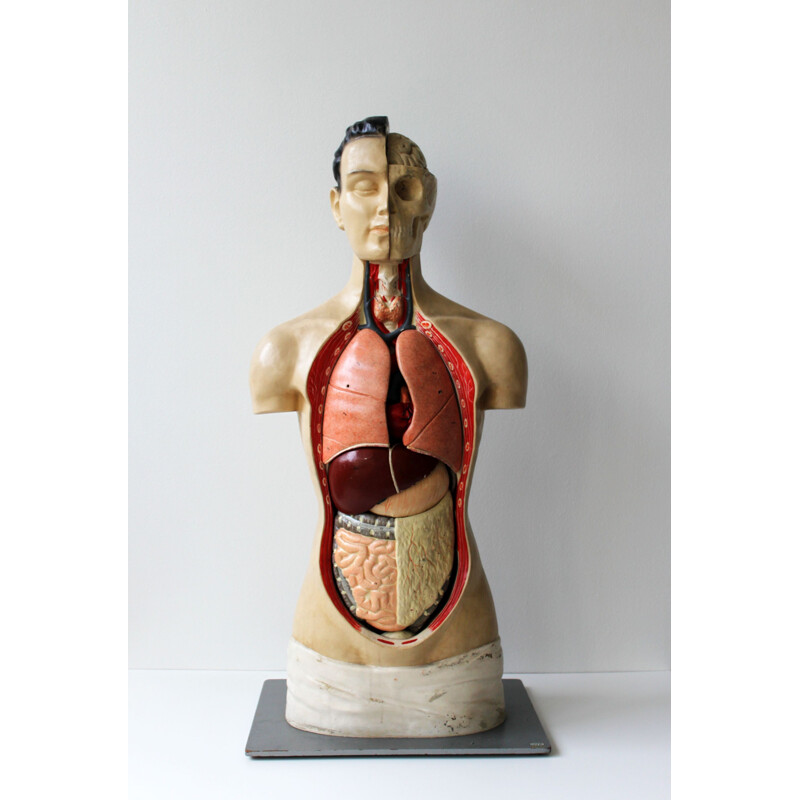 Modelo anatómico vintage de Phywe, 1950