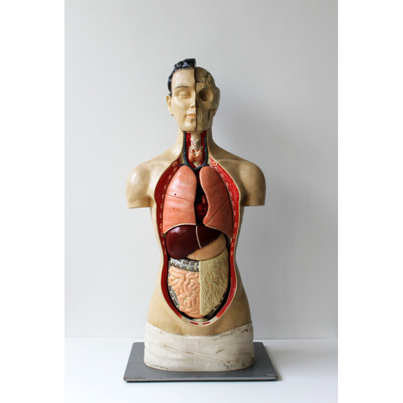 Vintage anatomical model by Phywe, 1950