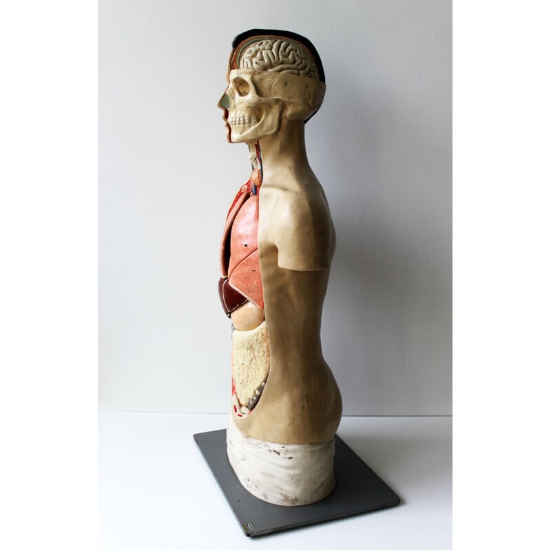 Modelo anatómico antiguo de Phywe, 1950