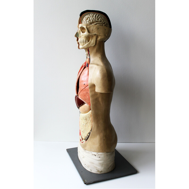 Modelo anatómico vintage de Phywe, 1950