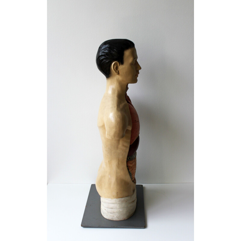 Vintage anatomical model by Phywe, 1950