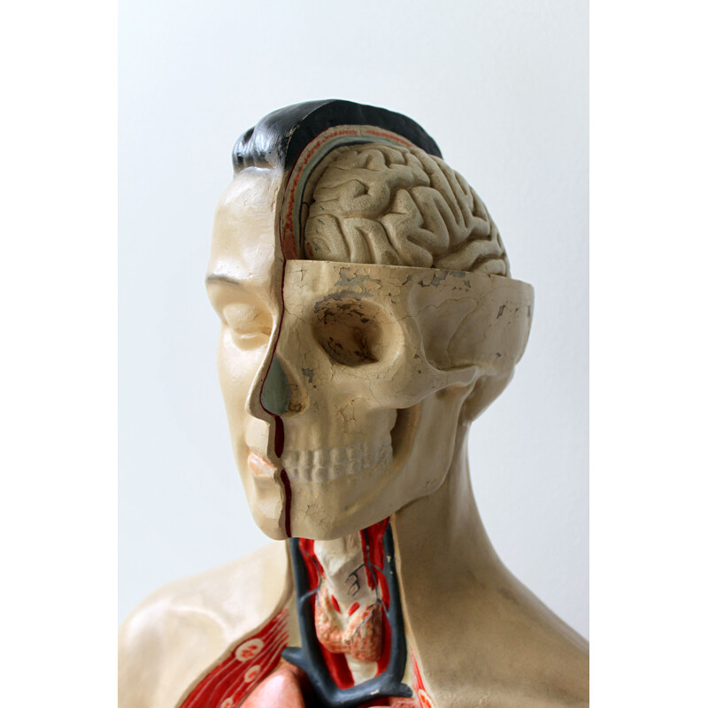 Oud anatomisch model van Phywe, 1950