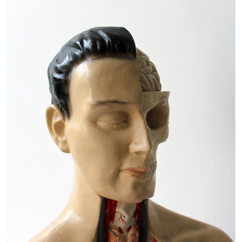 Oud anatomisch model van Phywe, 1950