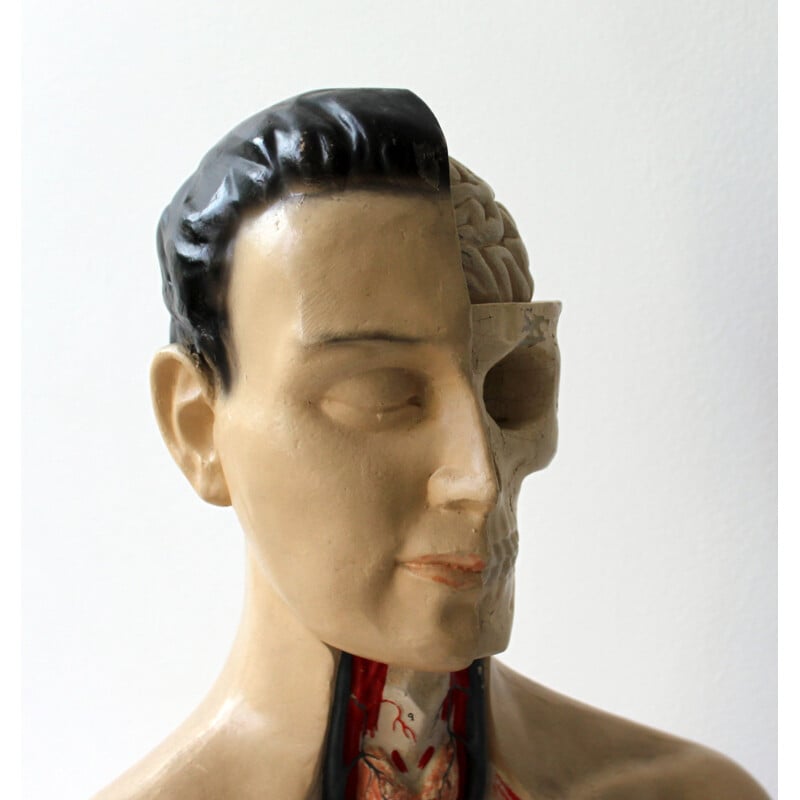 Vintage anatomical model by Phywe, 1950