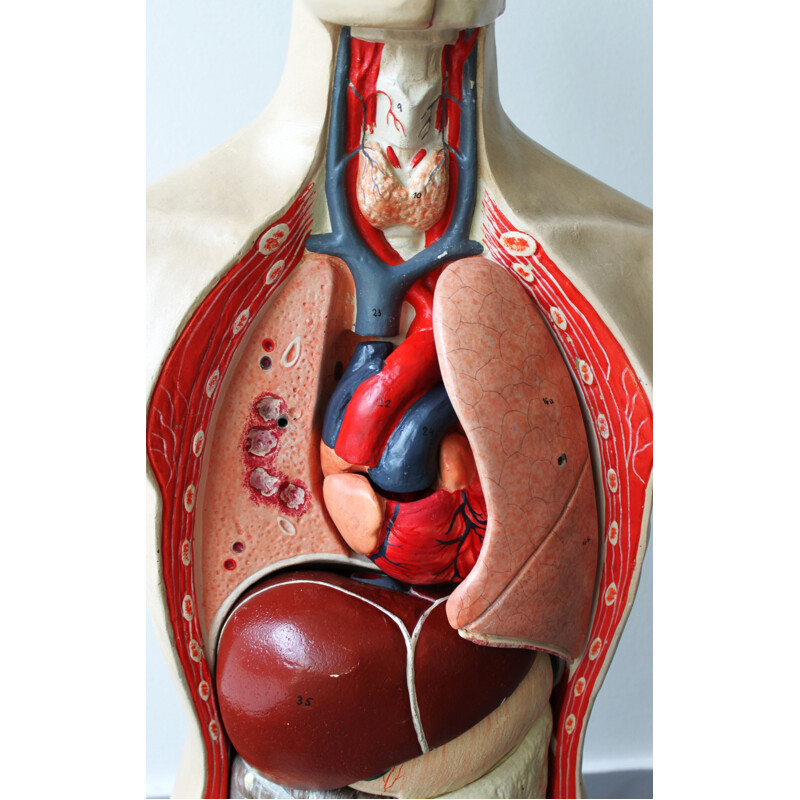 Oud anatomisch model van Phywe, 1950