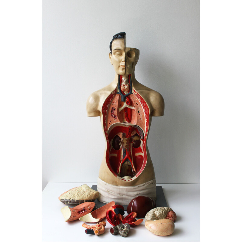 Vintage anatomical model by Phywe, 1950