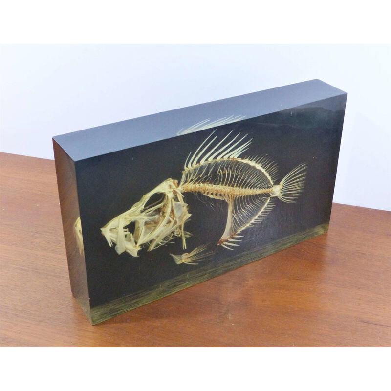 Vintage lamp with fish skeleton inclusion on a solid brass base, 1970