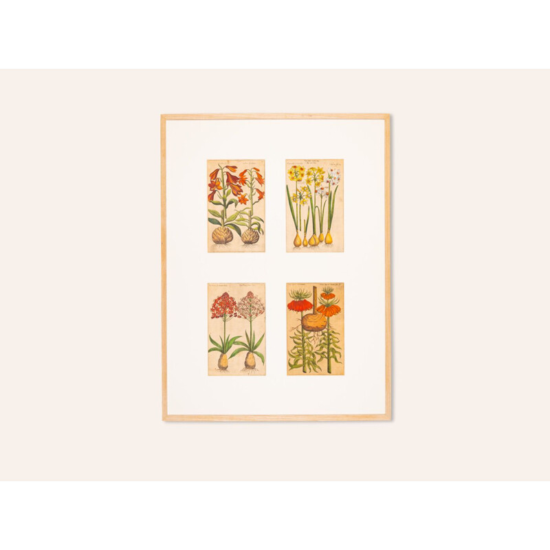 Vintage-Tableau mit botanischen Zeichnungen in farbiger Kupferplatte