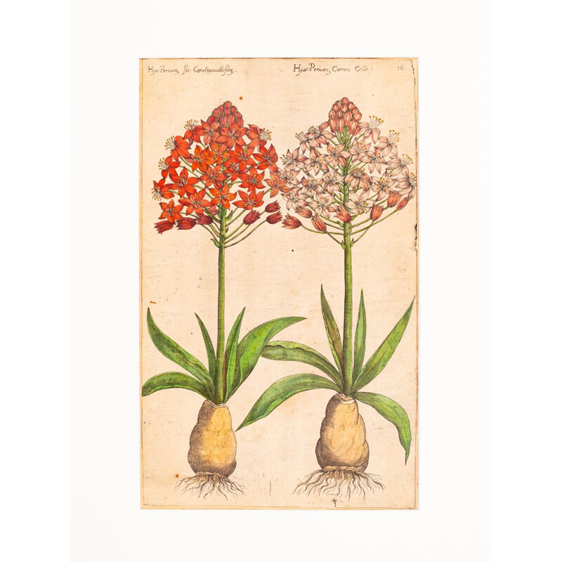 Quadro d'epoca di disegni botanici in lastra di rame colorata