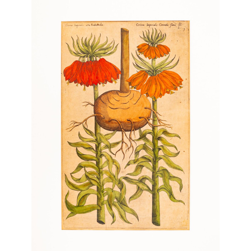 Pintura Vintage de desenhos botânicos em chapa de cobre colorida