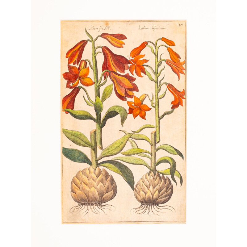 Vintage painting of botanical drawings in colored copper plate