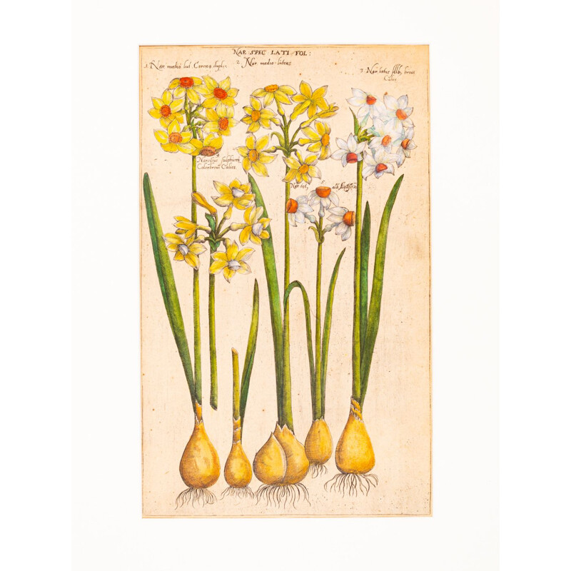 Quadro d'epoca di disegni botanici in lastra di rame colorata