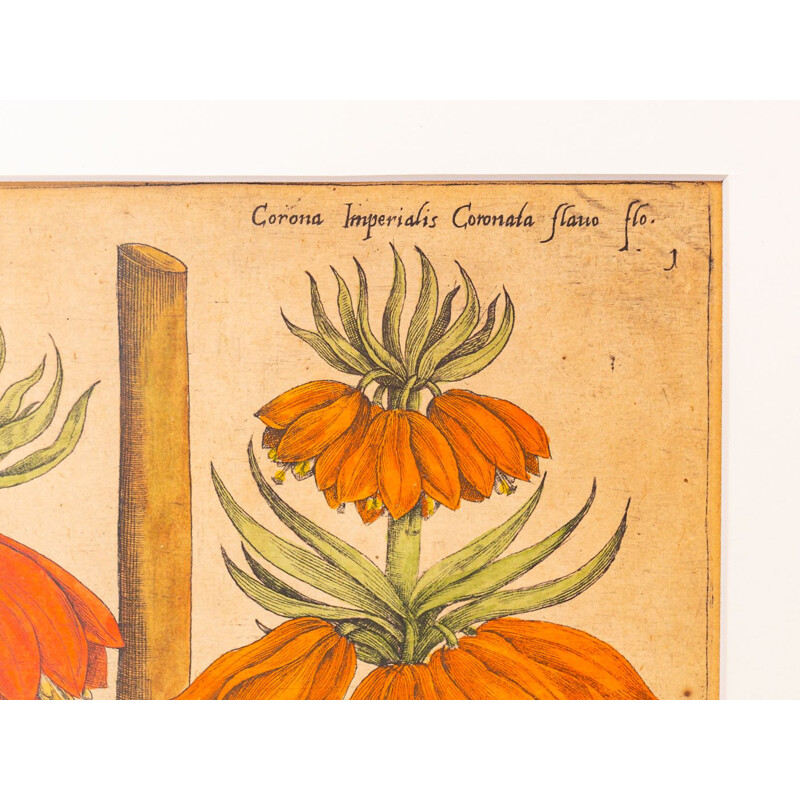 Tableau vintage de dessins botanique en plaque de cuivre colorée