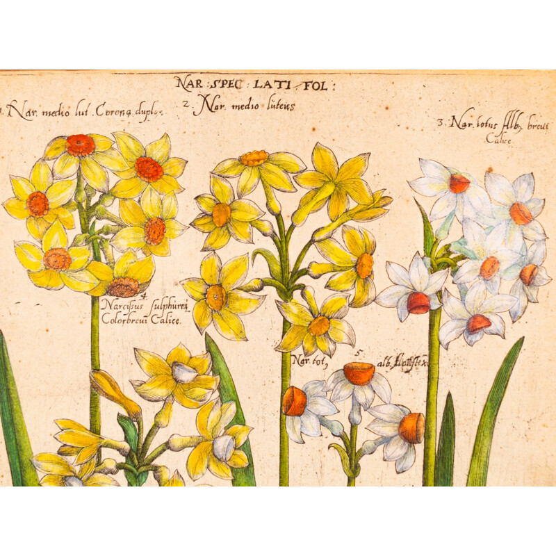 Pintura de época de dibujos botánicos en plancha de cobre coloreada