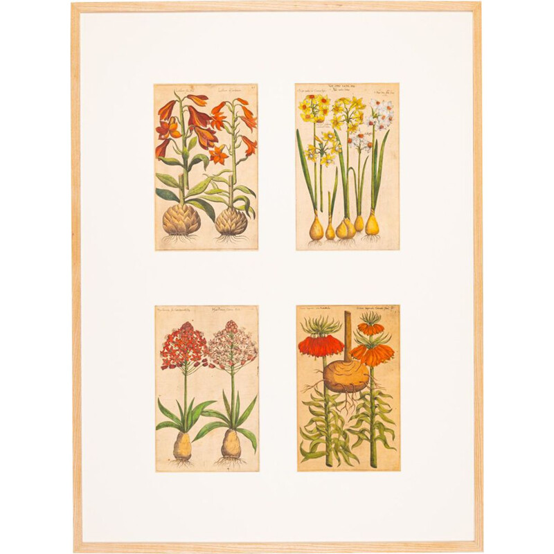 Vintage painting of botanical drawings in colored copper plate