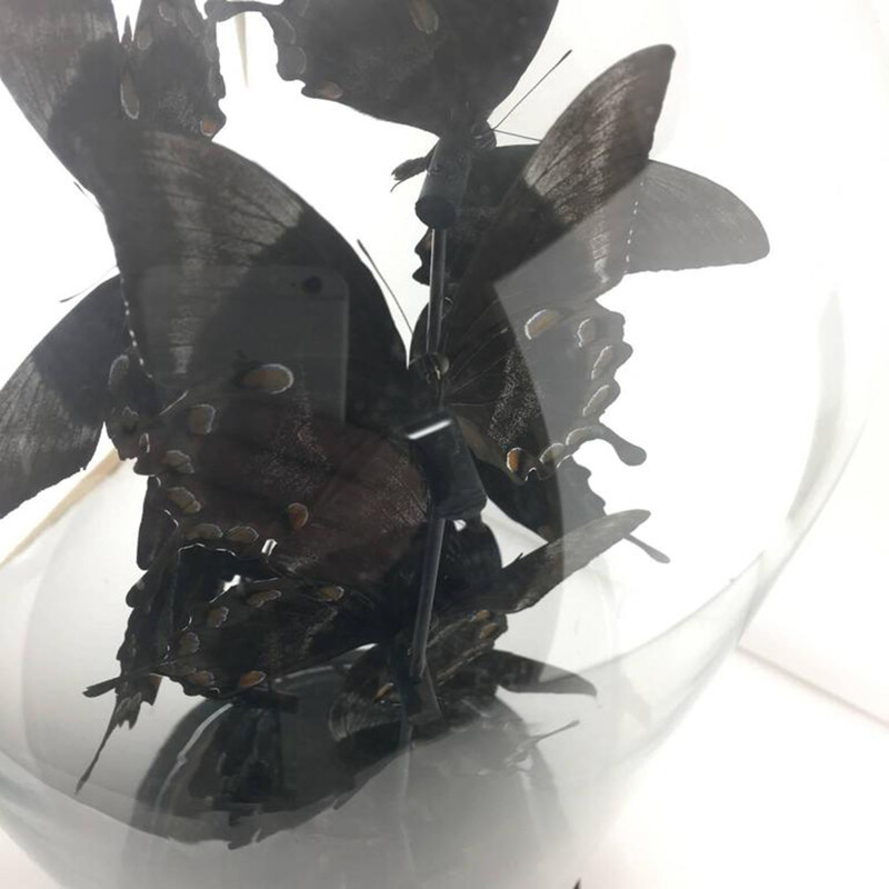 Butterflies glass globe - 1950s