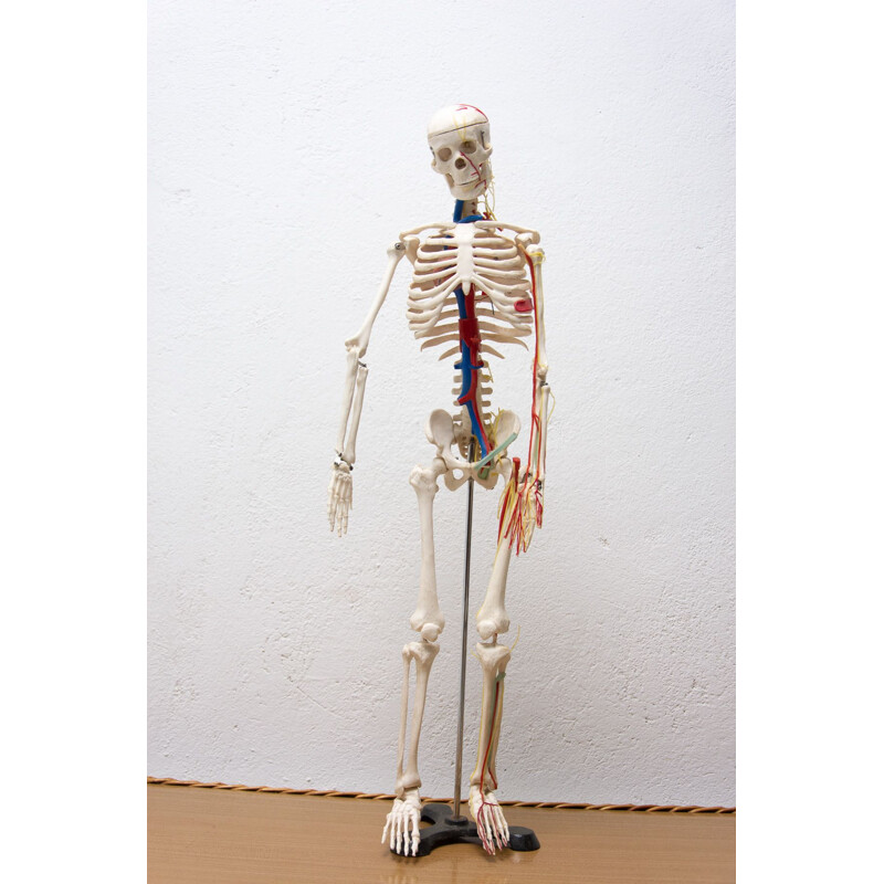 Vintage plastic menselijk skelet, Tsjechoslowakije 1960