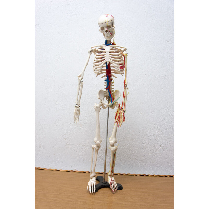 Esqueleto humano de plástico vintage, Checoslovaquia 1960