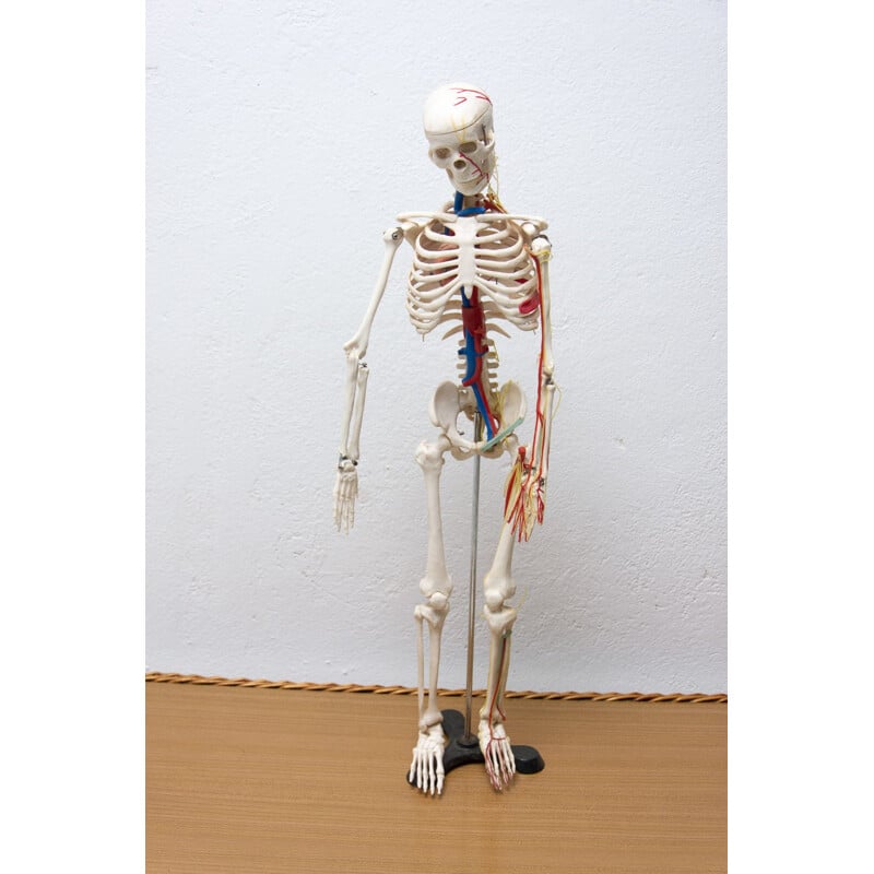 Squelette humain vintage en plastique, Tchécoslovaquie 1960