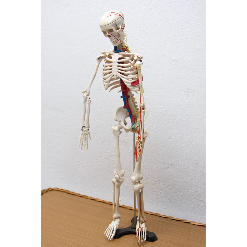 Esqueleto humano de plástico vintage, Checoslovaquia 1960