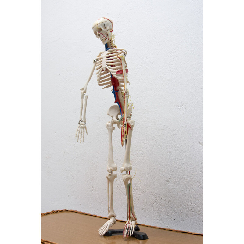 Vintage plastic menselijk skelet, Tsjechoslowakije 1960