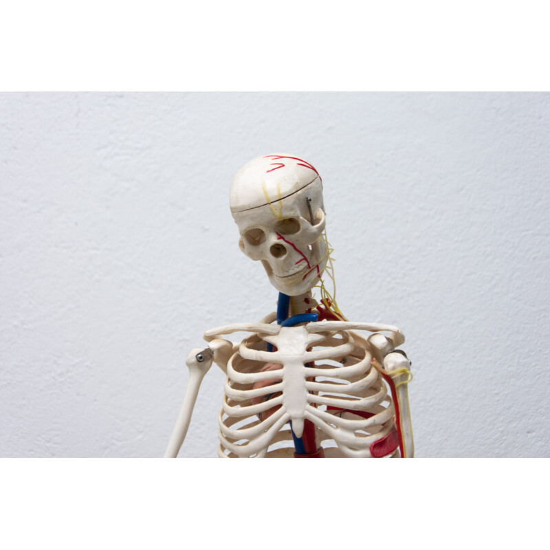 Squelette humain vintage en plastique, Tchécoslovaquie 1960