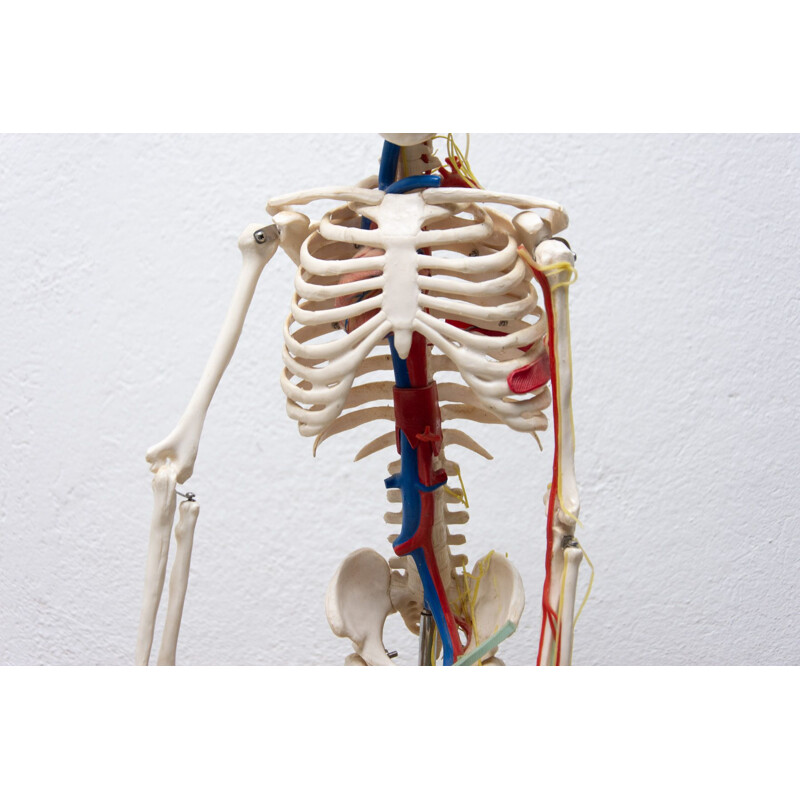 Vintage plastic human skeleton, Czechoslovakia 1960