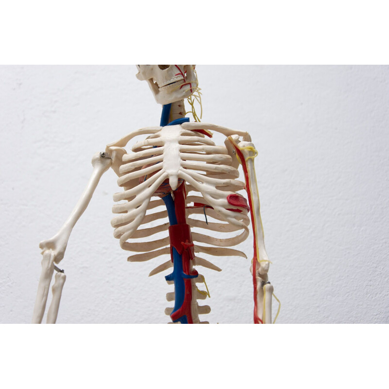 Vintage plastic human skeleton, Czechoslovakia 1960