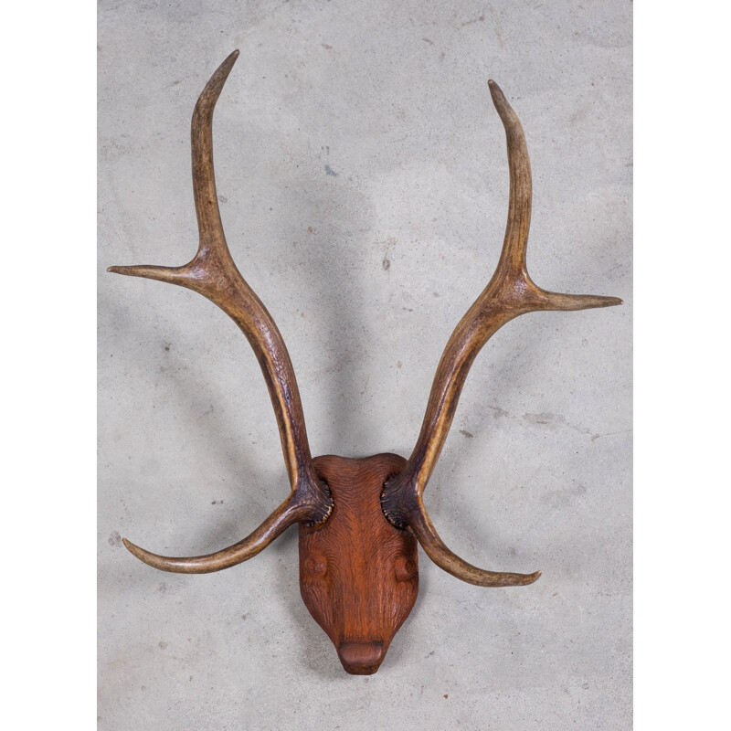 Vintage deer antlers on carved wood head, 1960