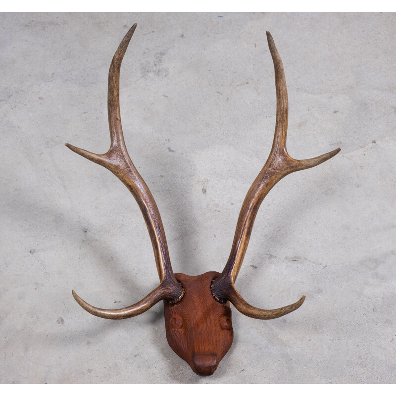Vintage deer antlers on carved wood head, 1960