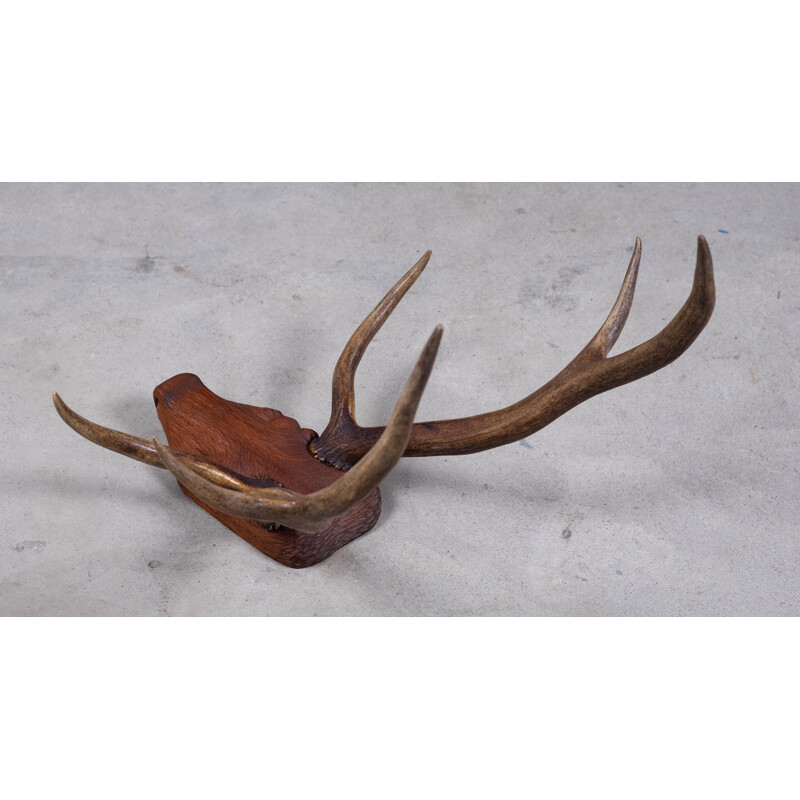 Vintage deer antlers on carved wood head, 1960