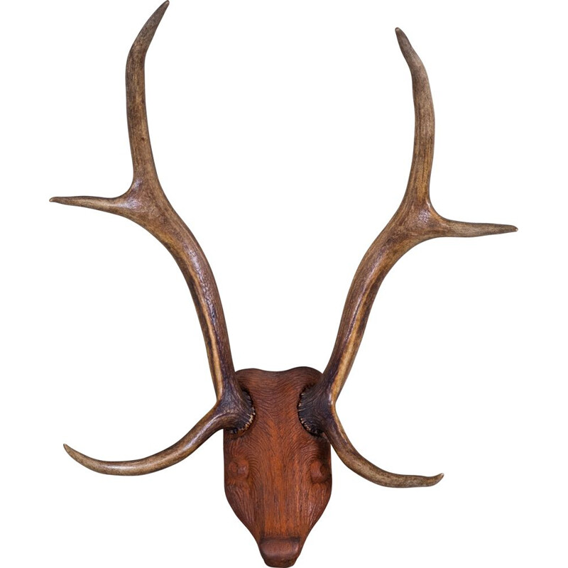 Corna di cervo d'epoca su testa di legno intagliata, 1960