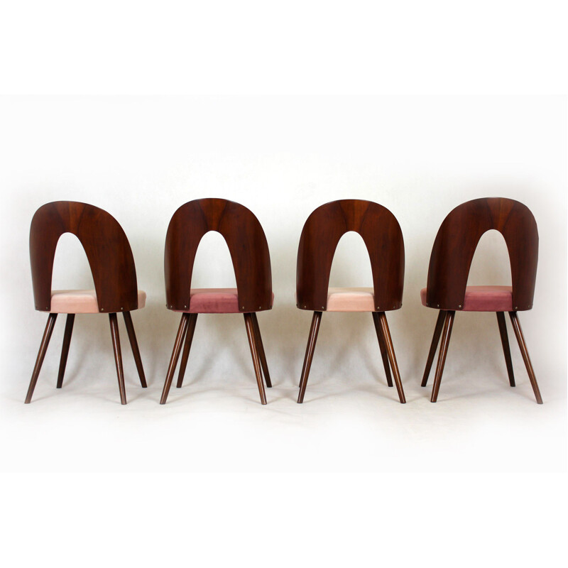 Conjunto de 4 cadeiras de madeira de faia vintage por Antonin Suman, 1960