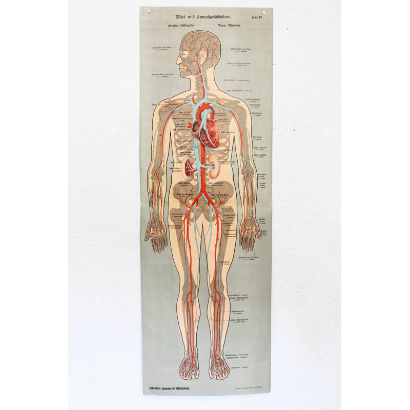 Poster vintage di anatomia Schreibers Anatomische Wandtafeln