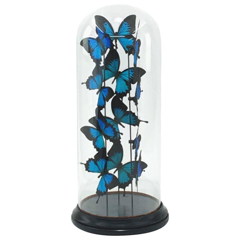 Butterflies Ulisses flight under a glass globe - 1950s