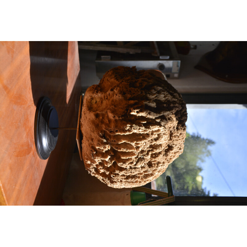 Eponge de mer vintage sur socle en bois noirci