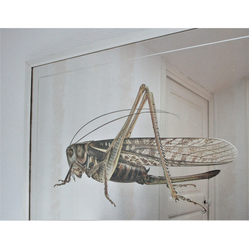 Vintage mirror with Grasshopper design after Bernard Durin, 1970