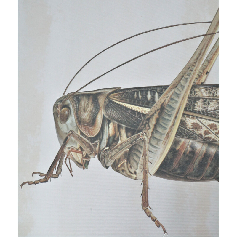 Espelho Vintage Grasshopper depois de Bernard Durin, 1970