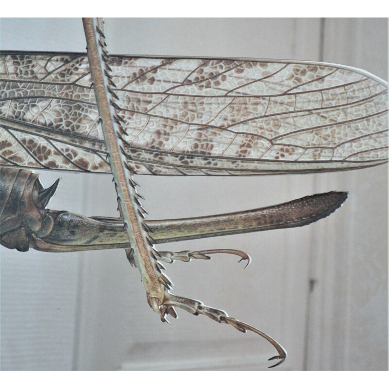 Vintage mirror with Grasshopper design after Bernard Durin, 1970