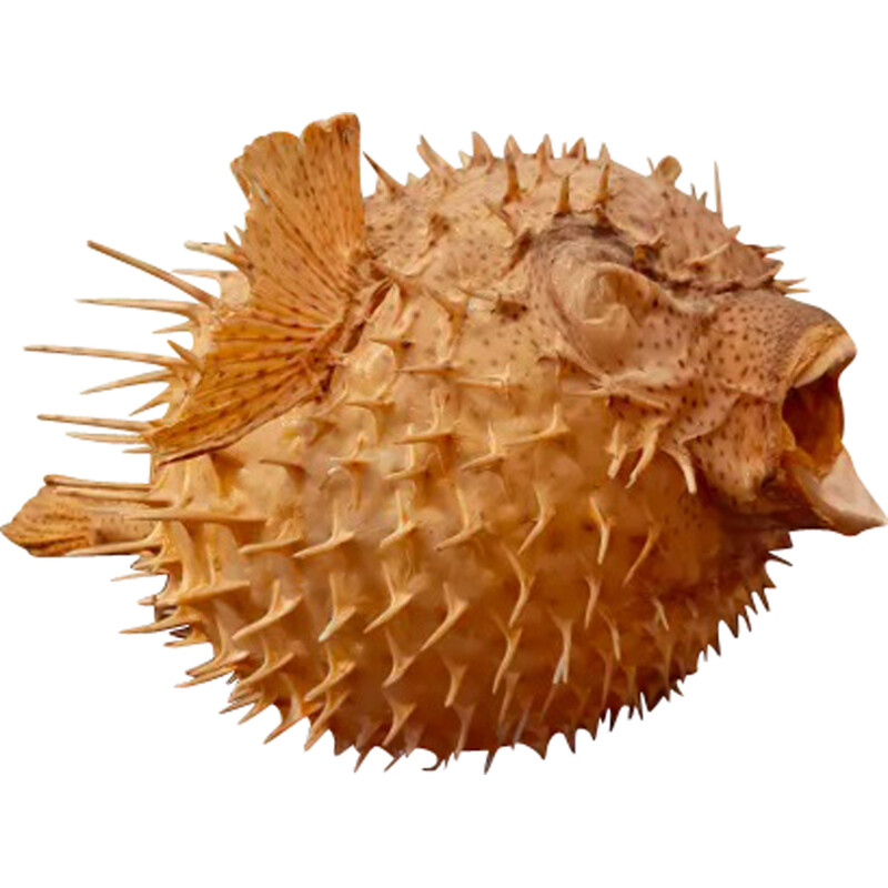 Naturalized vintage diodon fish, 1960s